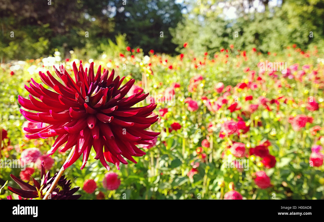 Beautiful red cactus dahlia flower in cultivated field with blurred flowers in background Stock Photo