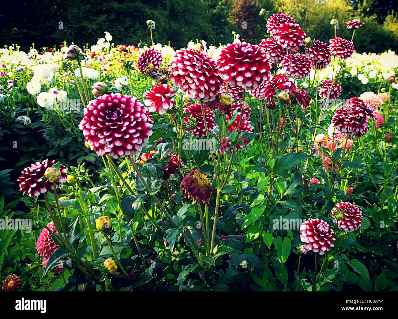 Dahlias with red-white variegated petals in cultivated field in summer Stock Photo
