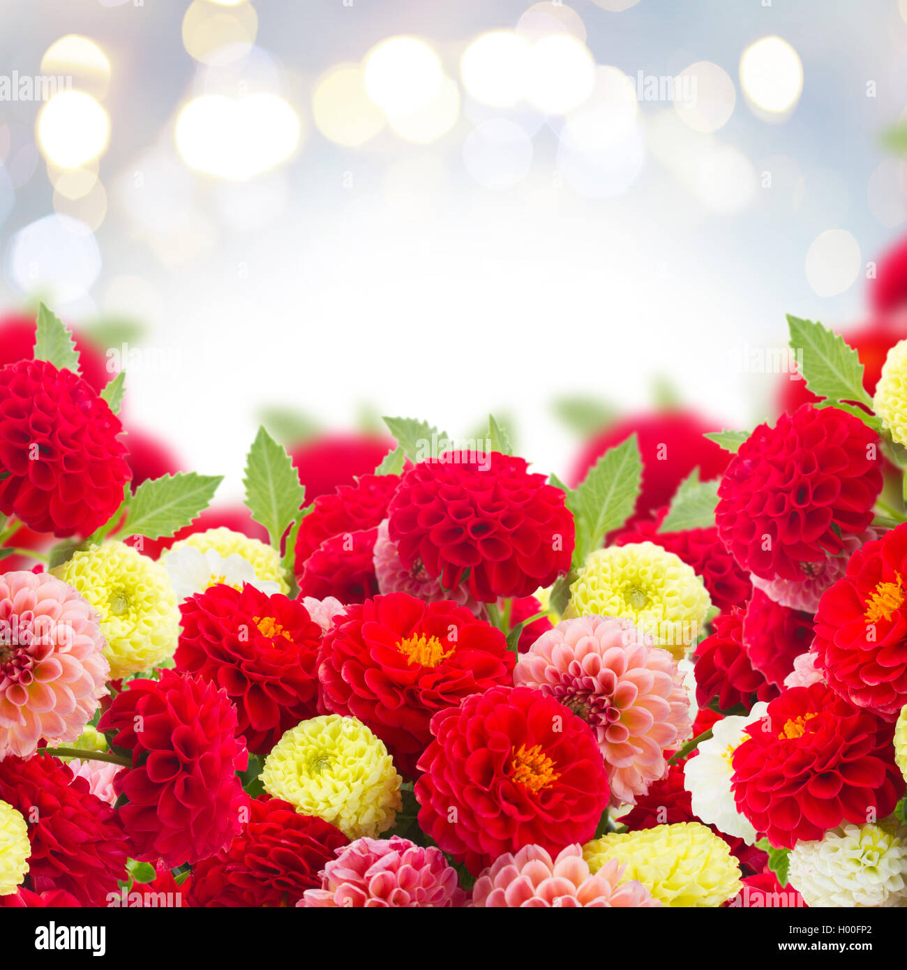 Dahlia flowers border Stock Photo - Alamy