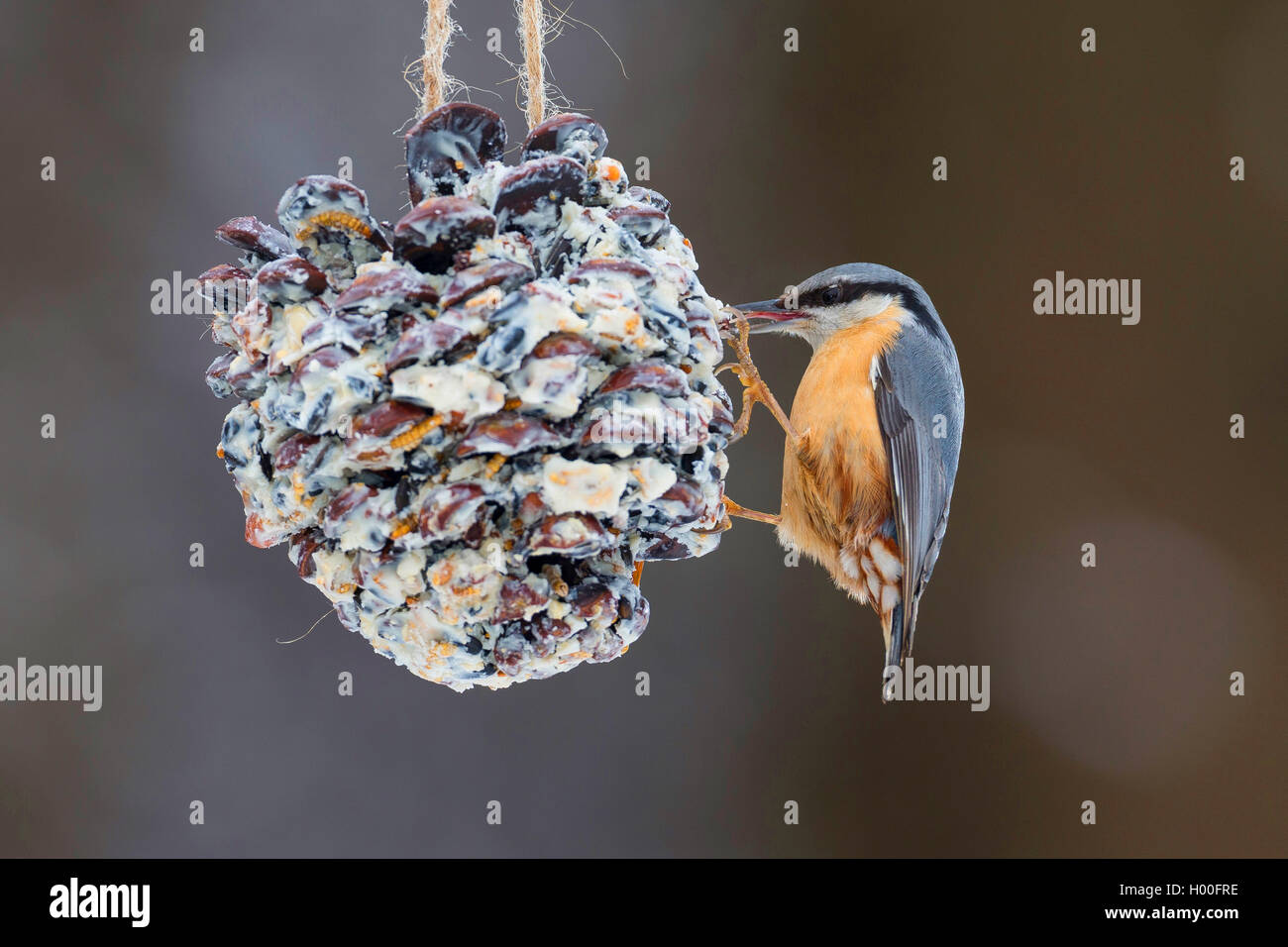 Kleiber (Sitta europaea), an selbstgemachtem Vogelfutter in einem Zapfen, Deutschland | Eurasian nuthatch (Sitta europaea), at h Stock Photo