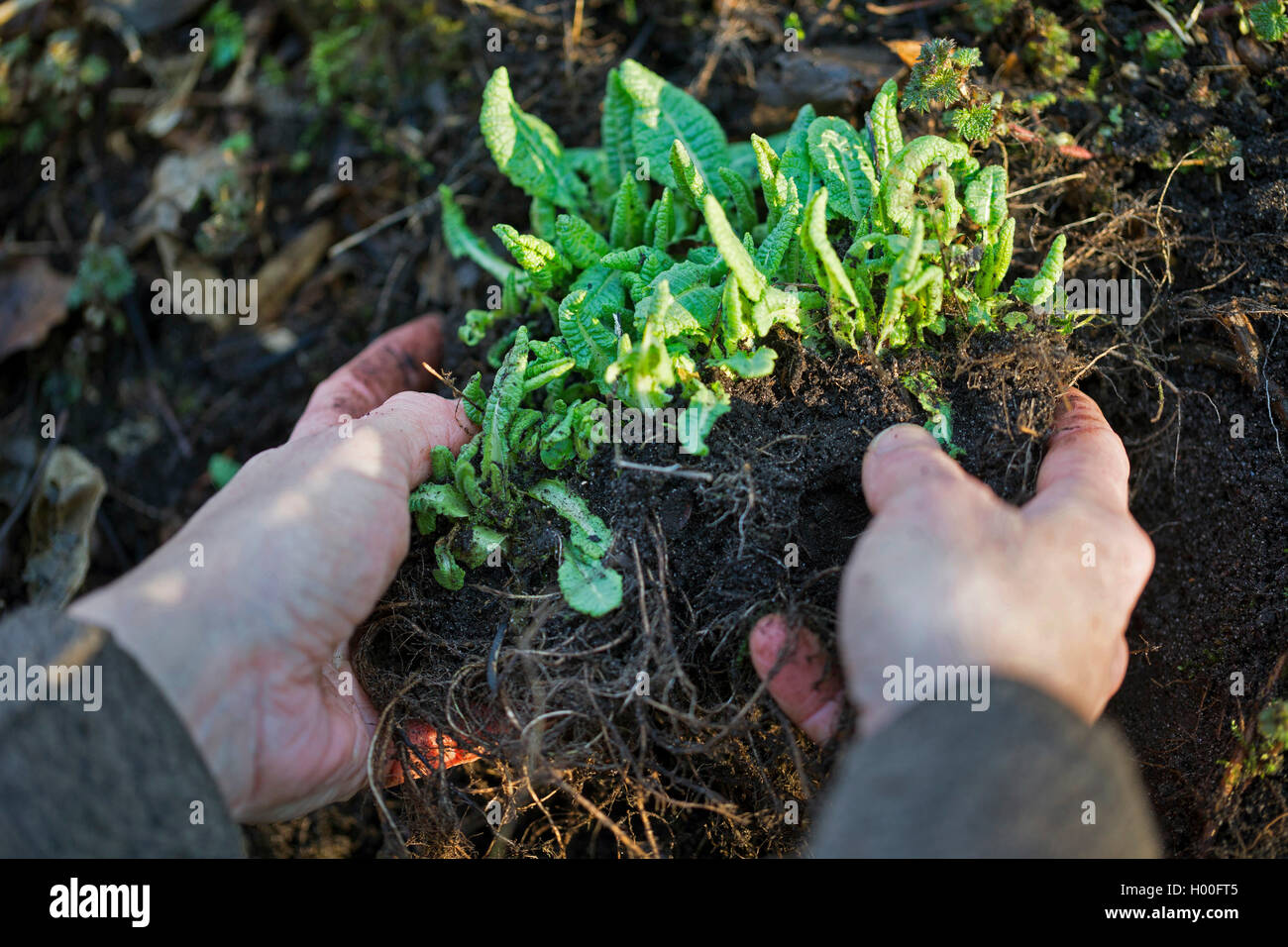 True oxlip (Primula elatior), roots are excavate, Germany Stock Photo