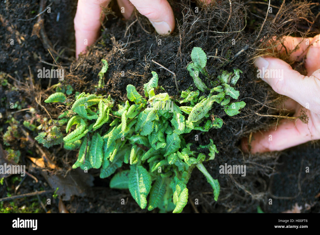True oxlip (Primula elatior), roots are excavate, Germany Stock Photo