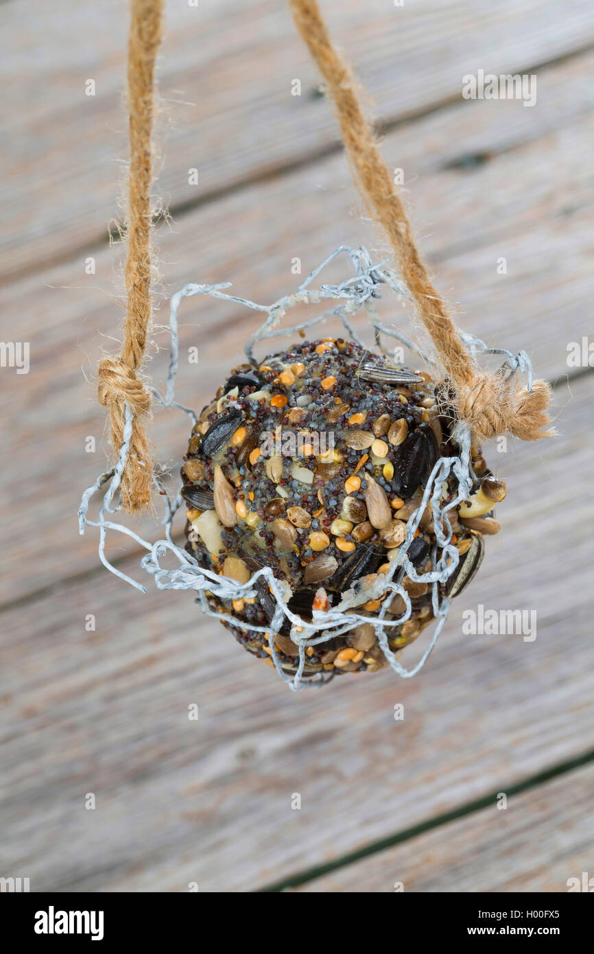 selbstgemachtes Vogelfutter wurde zu Maisenknoedel geformt und in einem Drahtkorb aufgehaengt | self made birdseeds are formed a Stock Photo
