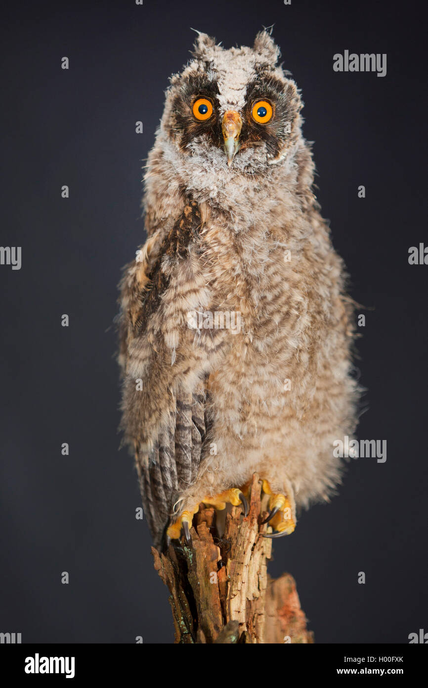 long-eared owl (Asio otus), fledgling, Germany Stock Photo