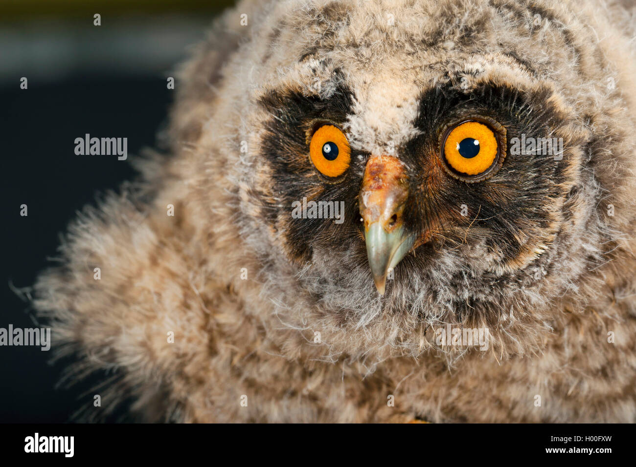 long-eared owl (Asio otus), fledgling, Germany Stock Photo