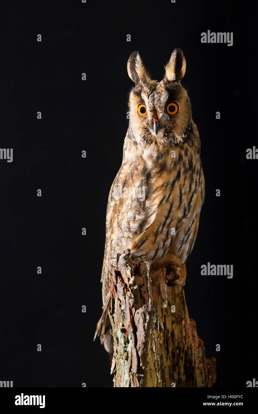 long-eared owl (Asio otus), sits on a tree snag, Germany Stock Photo