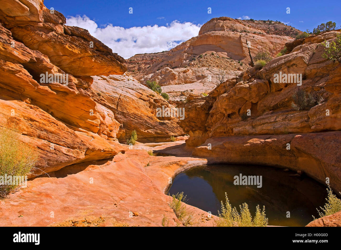 rock formation at the Capitol Reef National Park, USA, Utah, Capitol Reef National Park Stock Photo