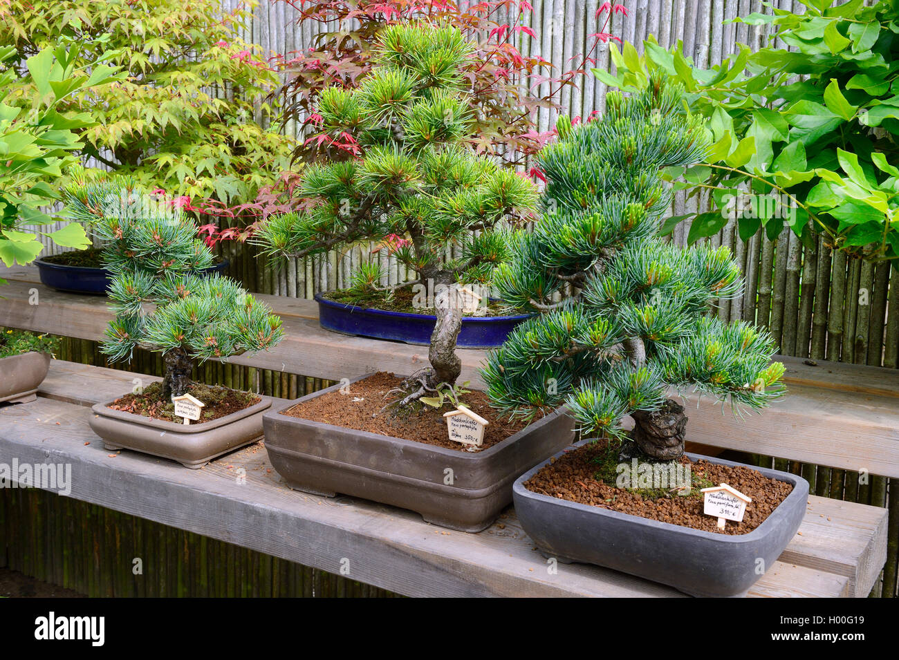 Japanese white pine (Pinus parviflora, Pinus pentaphylla), bonsai tree Stock Photo
