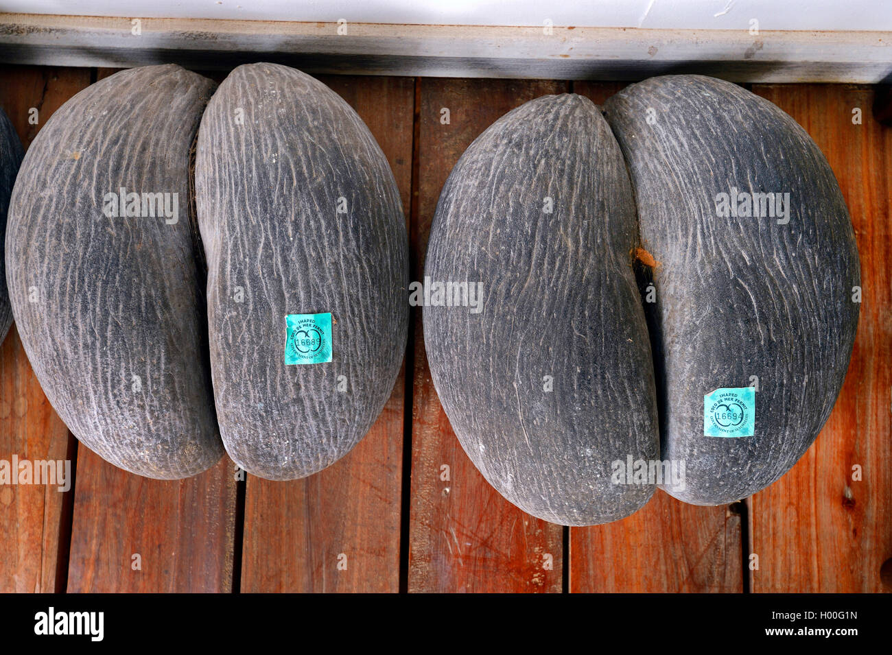 coco de mer, double coconut (Lodoicea maldivica), licensed fruits of Coco de Mer, Seychelles, Mahe Stock Photo