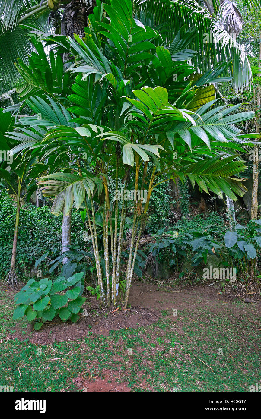 Ivory Cane Palm (Pinanga coronata), Seychelles, Mahe Stock Photo