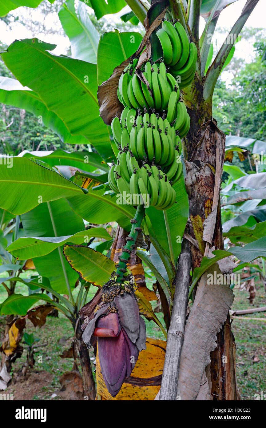 common banana (Musa paradisiaca var. sapientum), stree with bananas, Seychelles, Mahe Stock Photo