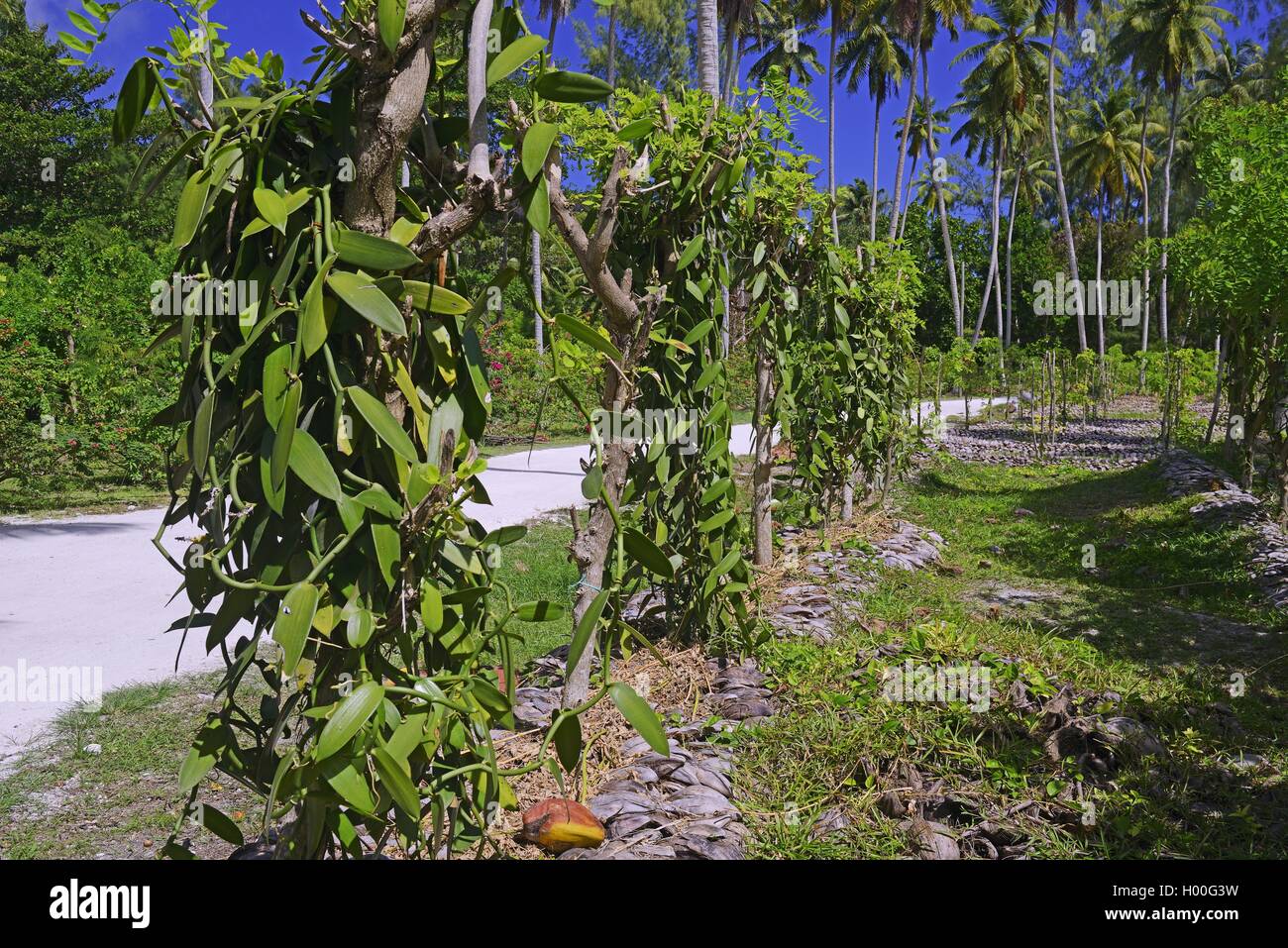 vanilla (Vanilla planifolia), plants in culture, Seychelles, La Digue Stock Photo