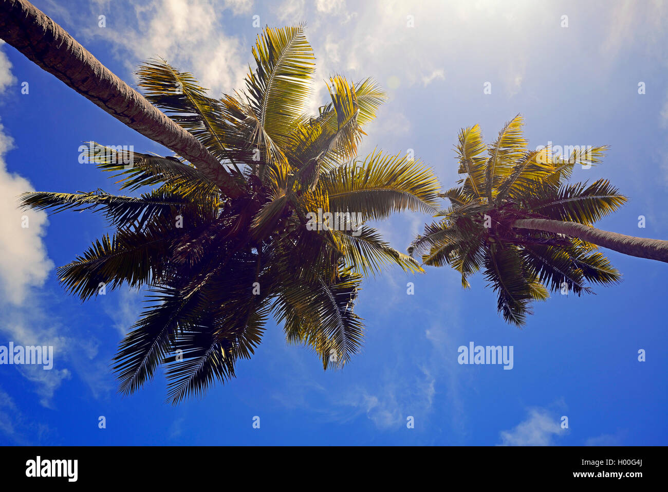 Palmen und blauer Himmel, Seychellen, La Digue | palms and sunny sky, Seychelles, La Digue | BLWS419500.jpg [ (c) blickwinkel/Mc Stock Photo