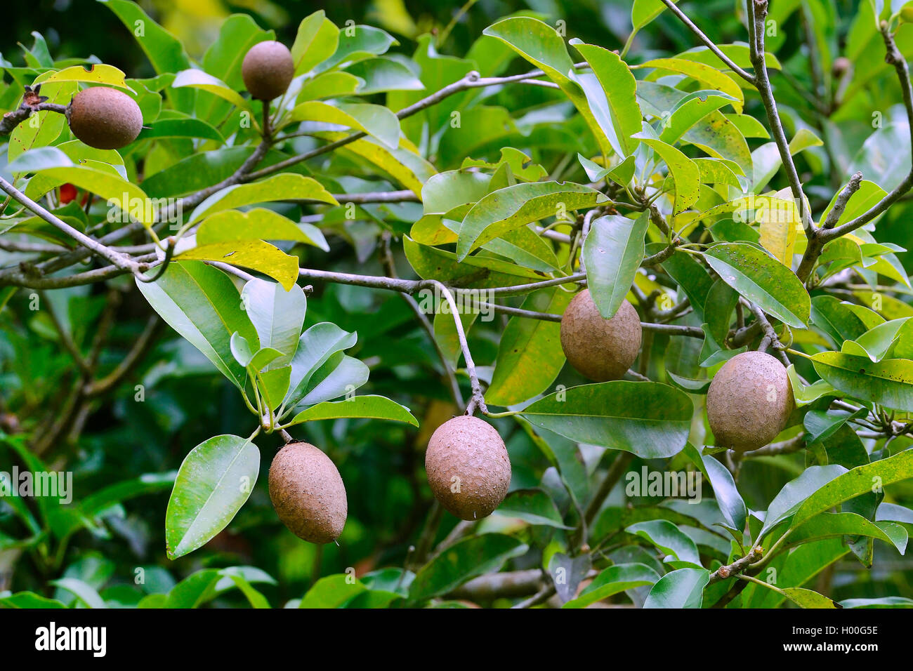 Marmelade Plum (Manilkara zapota, Achras zapota), with fruits, Seychelles, Mahe Stock Photo