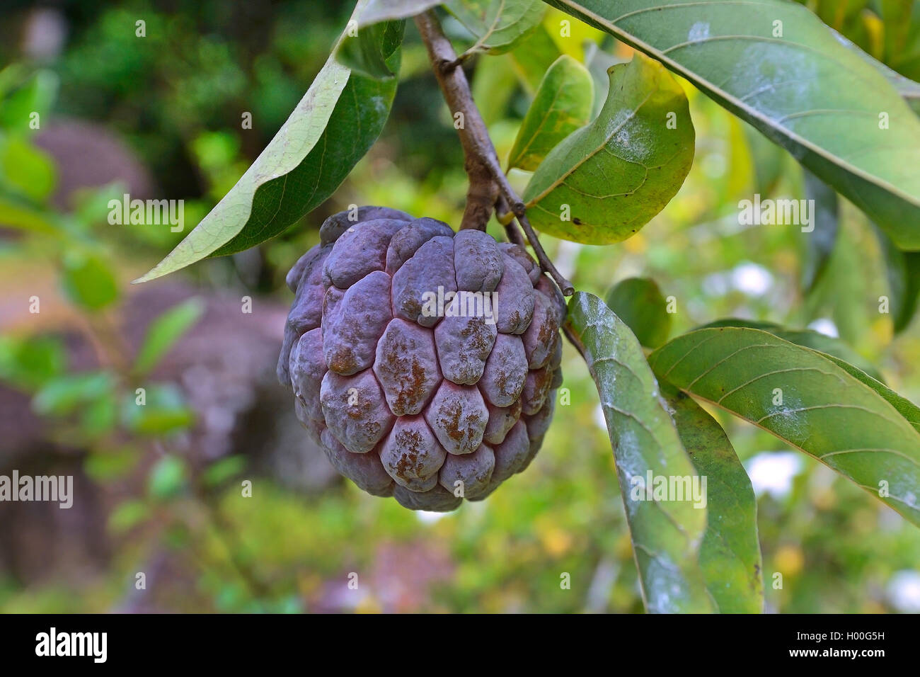 custard apple (Annona reticulata), fruit on a tree, Seychelles, Mahe Stock Photo