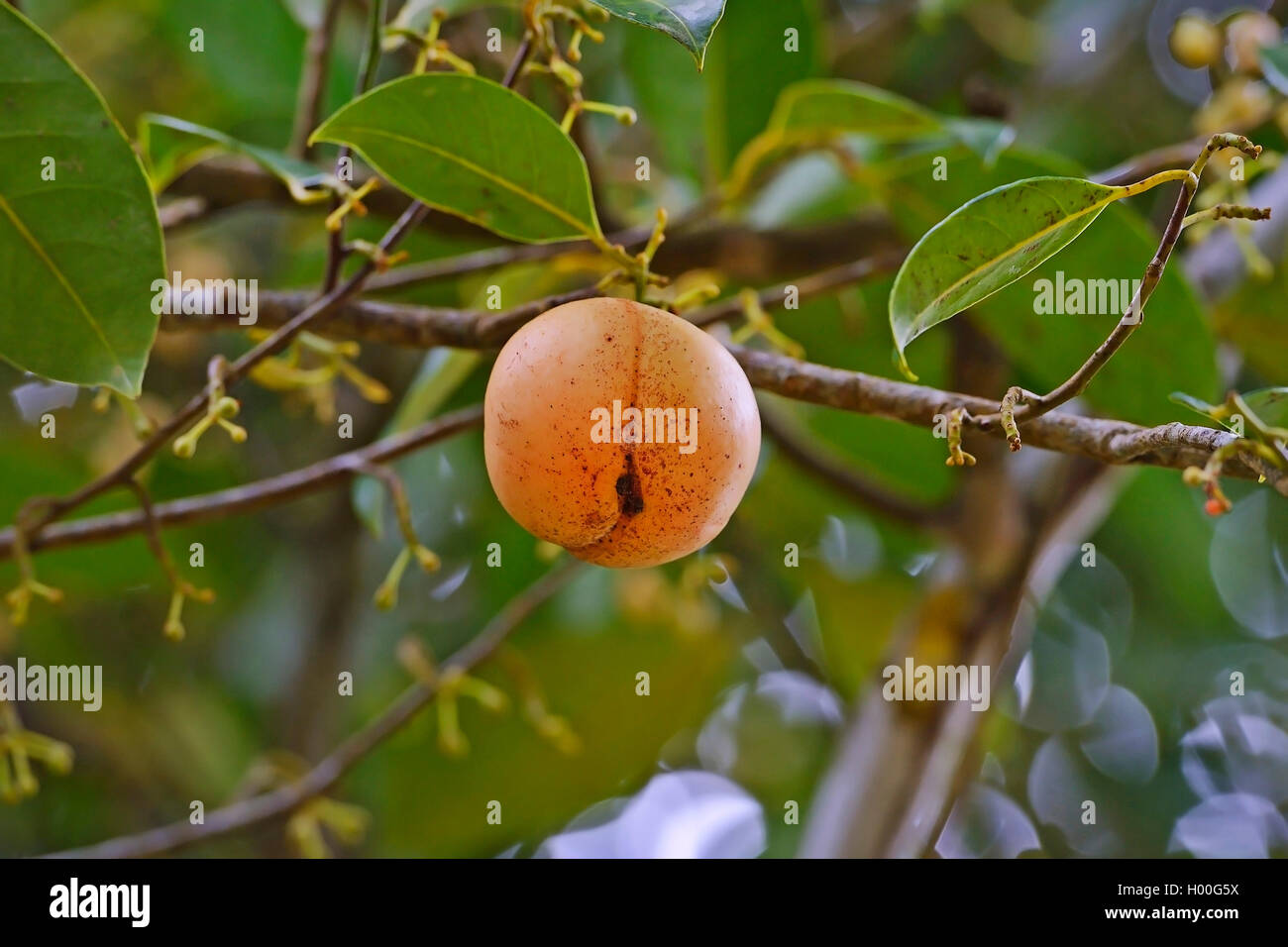 Nutmeg tree hires stock photography and images Alamy