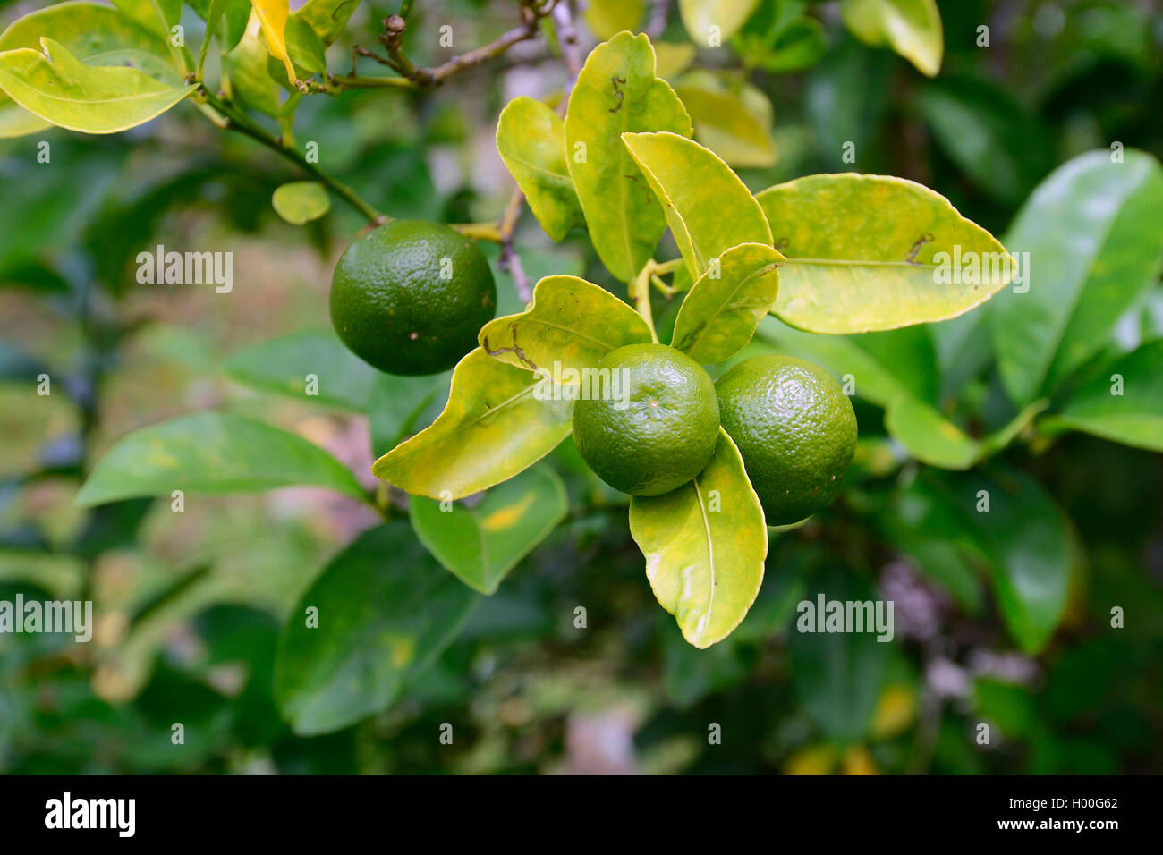 Seville orange (Citrus aurantium, Citrus x aurantium), fruits on a tree, Seychelles, Mahe Stock Photo