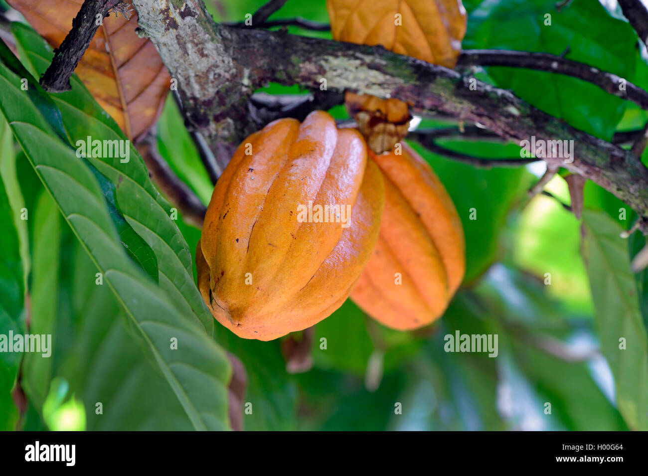 chocolate, cocoa tree (Theobroma cacao), cacao fruits on a tree