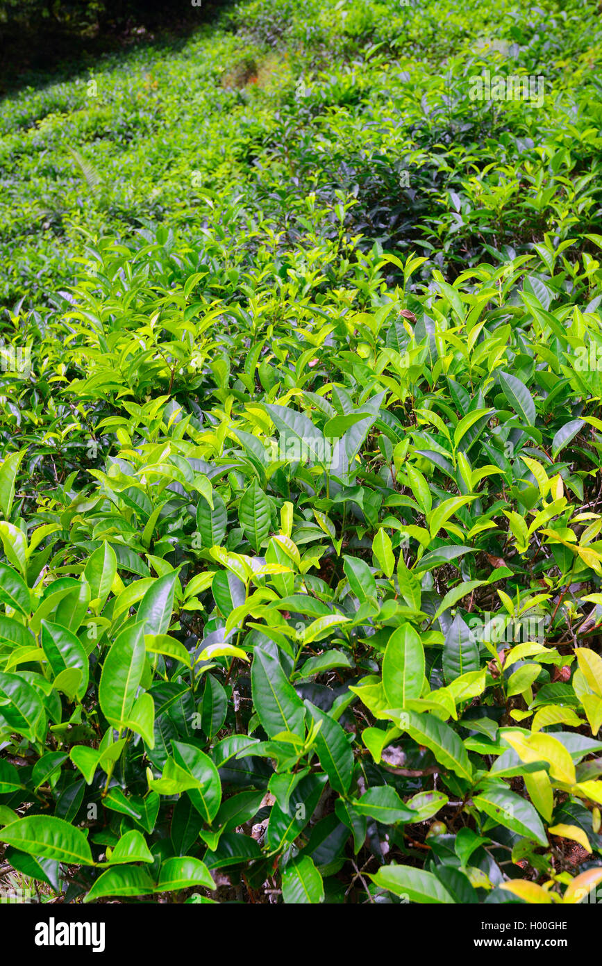 Tea plant camellia sinensis thea hires stock photography and images