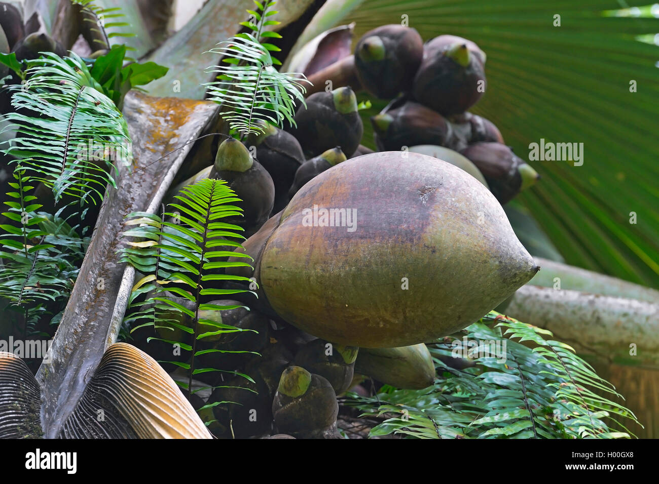 coco de mer, double coconut (Lodoicea maldivica), coco de mer on a tree