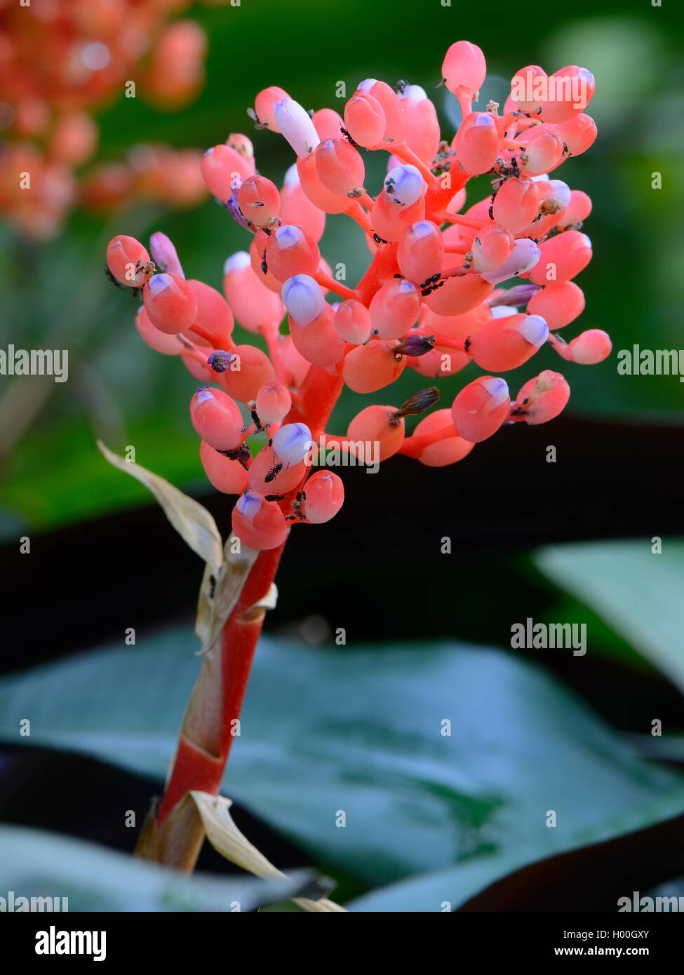 Aechmea (Aechmea miniata), inflorscence Stock Photo