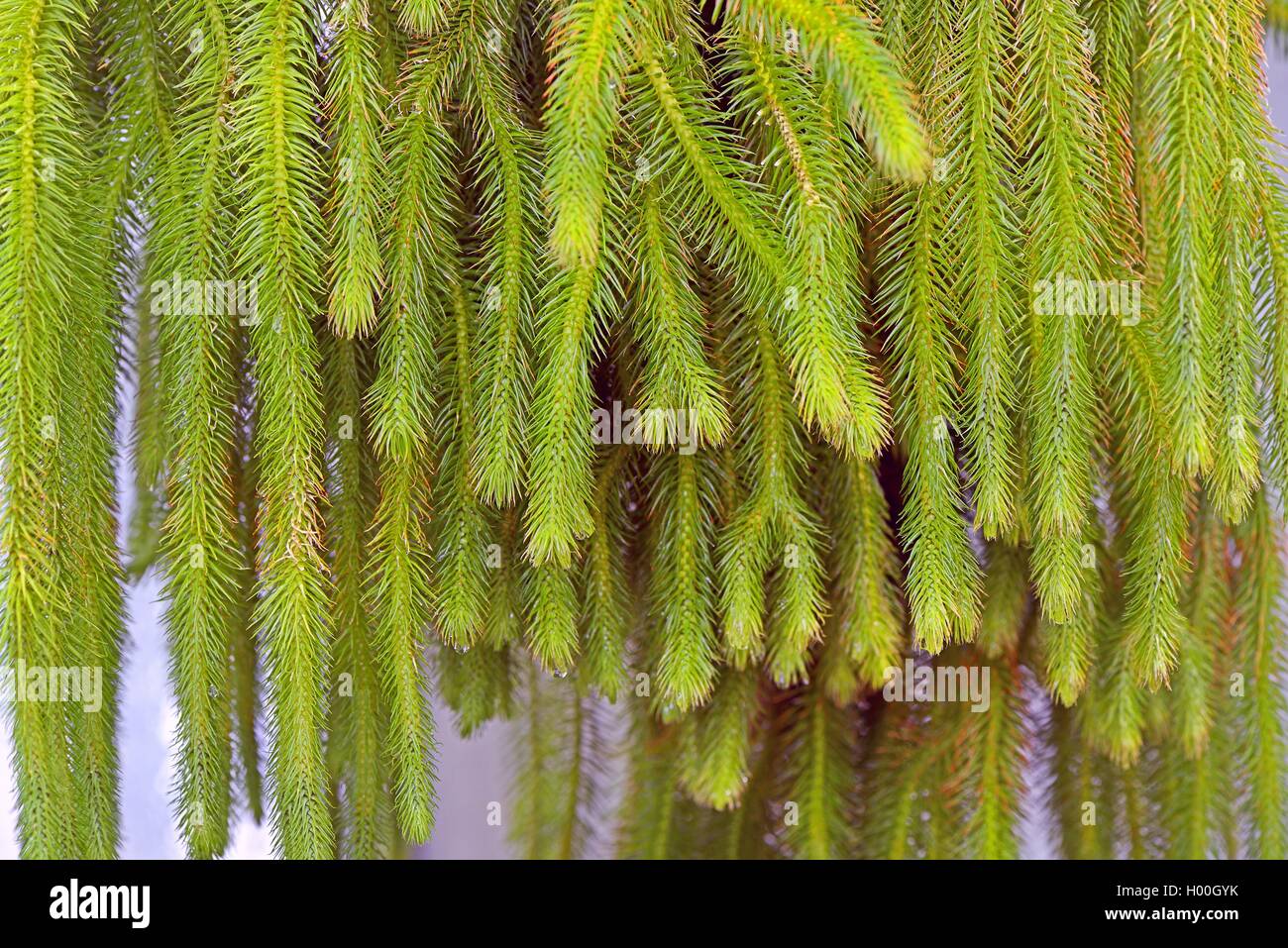 Lycopodium squarrosum (Lycopodium squarrosum, Huperzia squarrosa), Bundesrepublik Deutschland Stock Photo