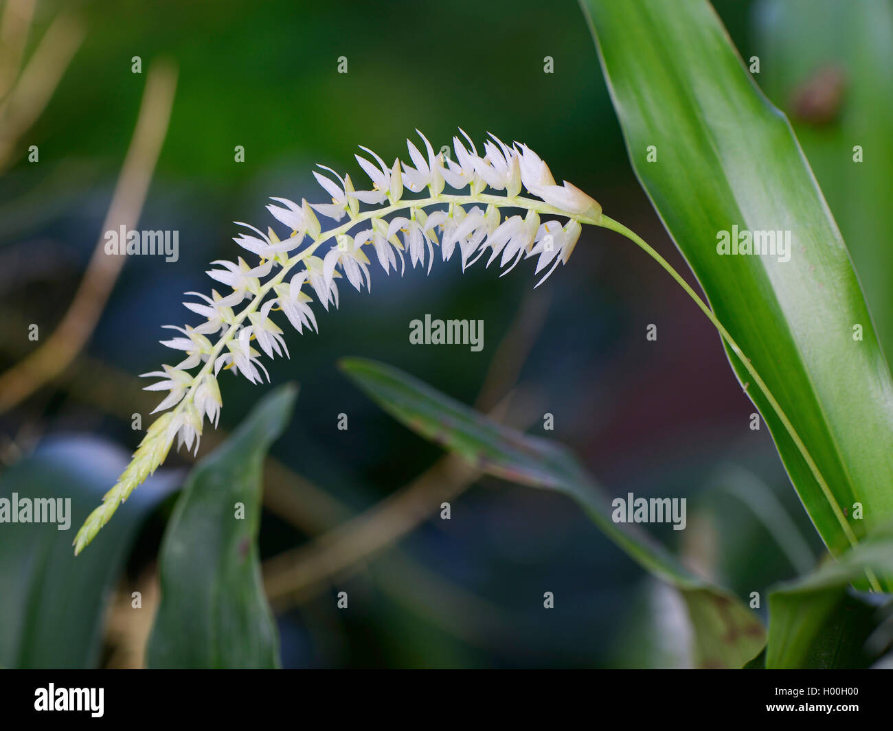 Husk-Like Dendrochilum (Dendrochilum glumaceum), inflorescence Stock Photo