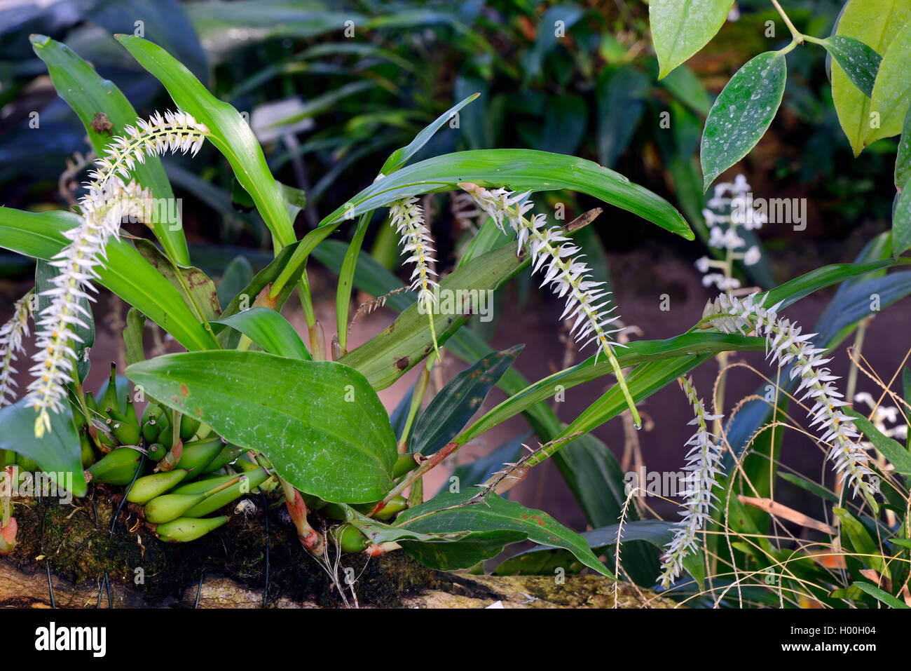 Husk-Like Dendrochilum (Dendrochilum glumaceum), blooming Stock Photo