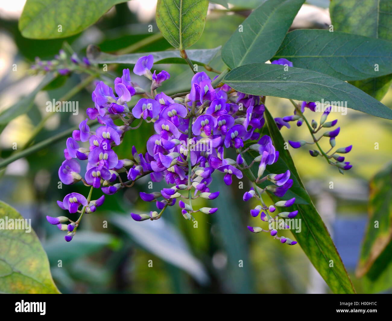 Hardenbergia violacea (Hardenbergia violacea), blooming, Bundesrepublik Deutschland Stock Photo