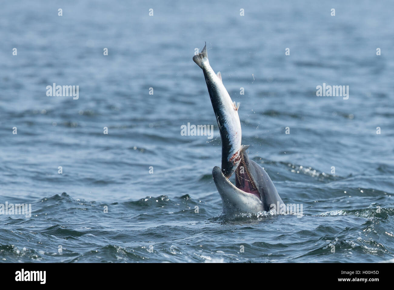 Bottlenose dolphin catching salmon in the Moray Firth Stock Photo