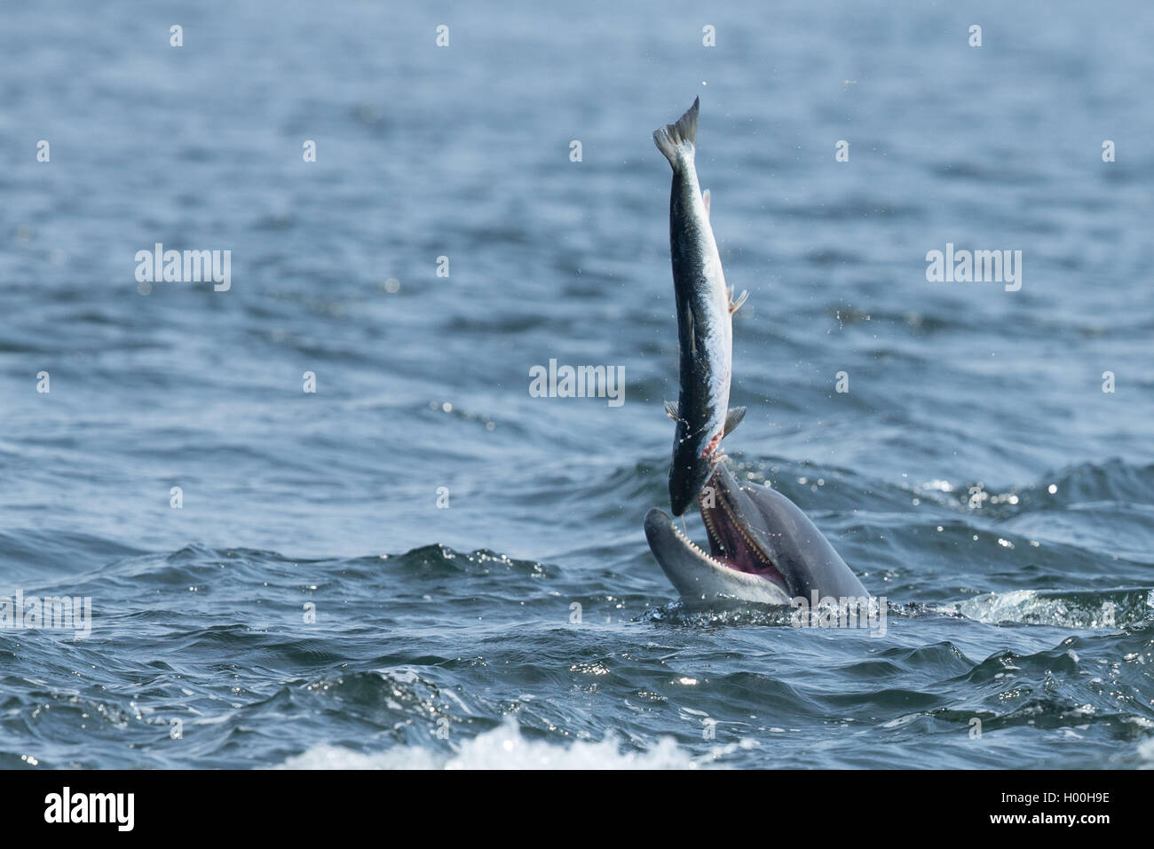 Bottlenose dolphin catching salmon in the Moray Firth Stock Photo