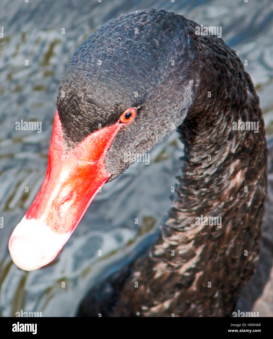 Close up of Black Swan Swimming in the Yarra River in Melbourne Australia Stock Photo