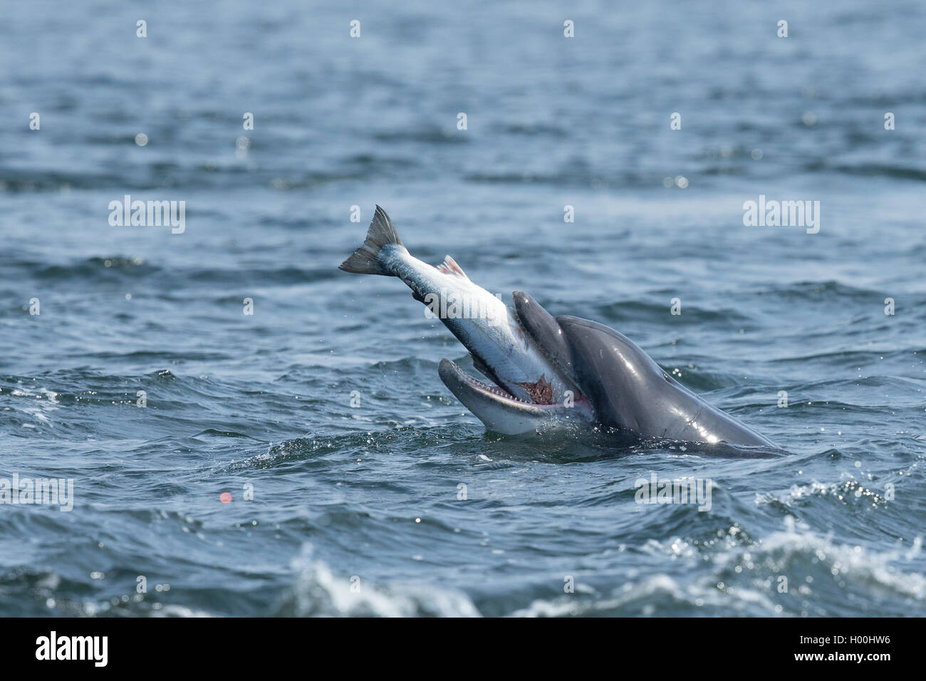 Bottlenose dolphin catching salmon in the Moray Firth Stock Photo