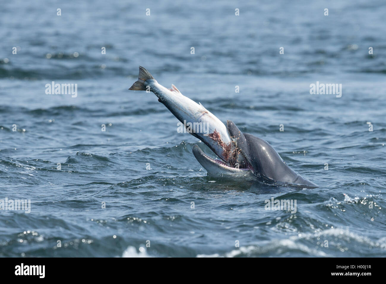 Bottlenose dolphin catching salmon in the Moray Firth Stock Photo