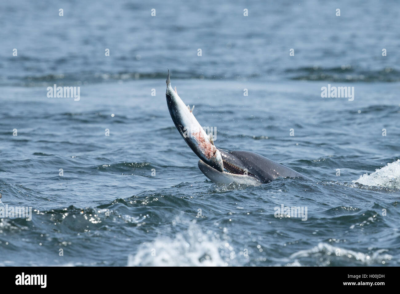 Bottlenose dolphin catching salmon in the Moray Firth Stock Photo