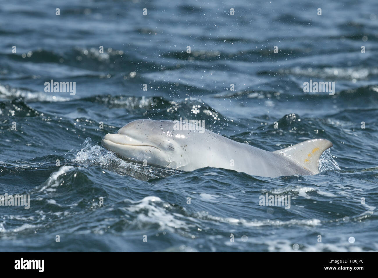 Bottlenose dolphin calf in the Moray Firth Stock Photo