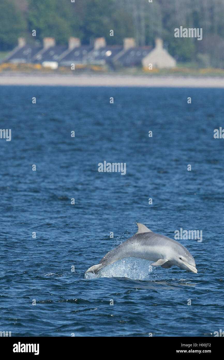 Bottlenose dolphin calf in the Moray Firth Stock Photo