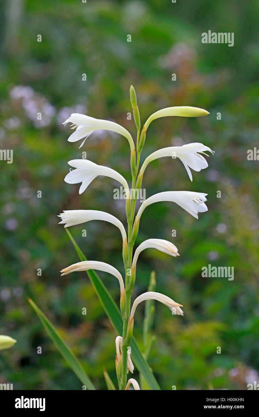 Watsonia (Watsonia borbonica), blossom, South Africa, Knysna Stock Photo