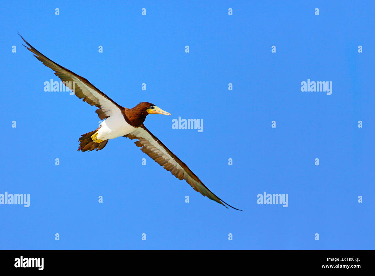 brown booby (Sula leucogaster), flying , Cap Verde Islands, Boa Vista Stock Photo