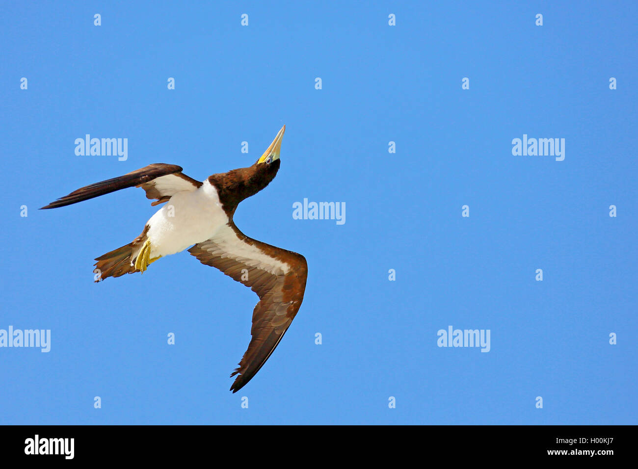 brown booby (Sula leucogaster), flying, head turned upwards, Cap Verde Islands, Boa Vista Stock Photo