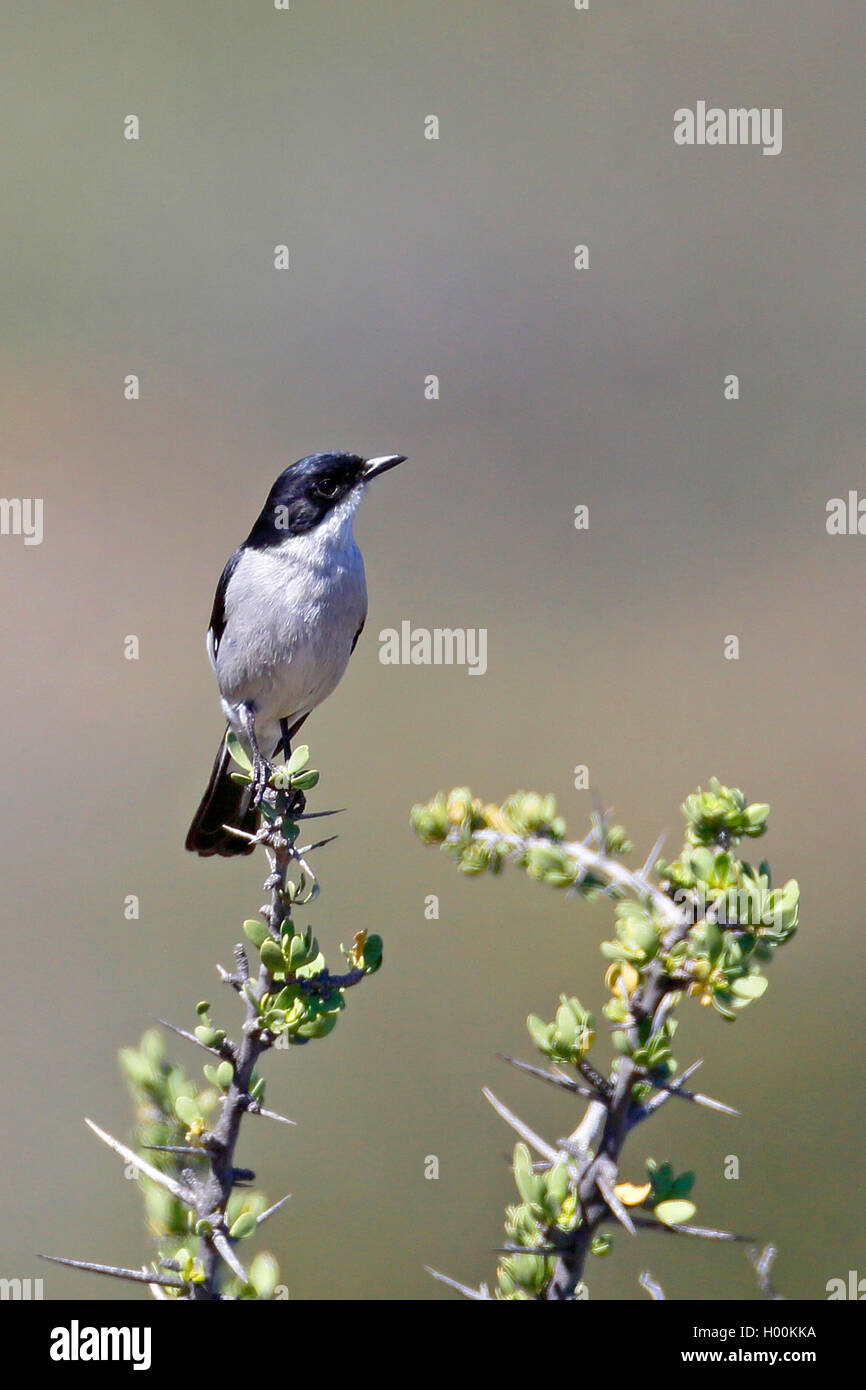fiscal flycatcher (Melaenornis silens, Sigelus silens), sits on a bush, South Africa, Western Cape, Karoo National Park Stock Photo