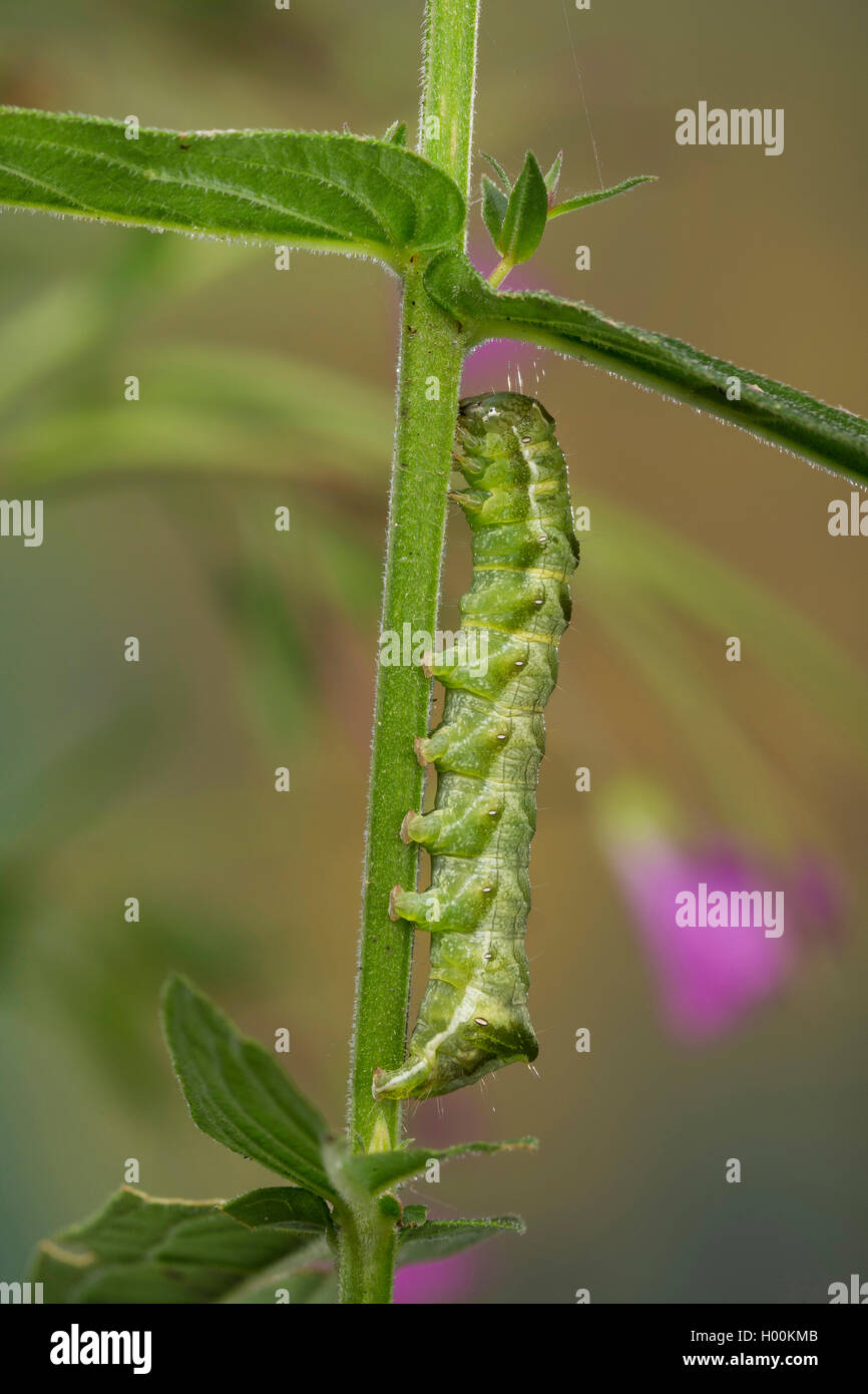 dot moth (Melanchra persicariae, Polia persicariae, Mamestra persicariae), caterpillar, Germany Stock Photo