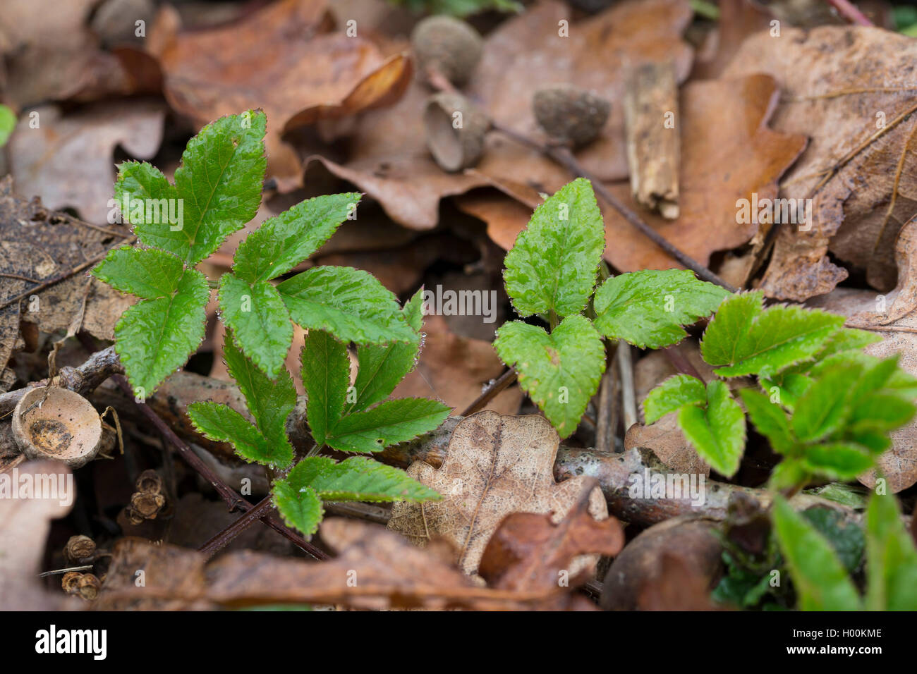 ground-elder, goutweed (Aegopodium podagraria), first leaves in spring, Germany Stock Photo