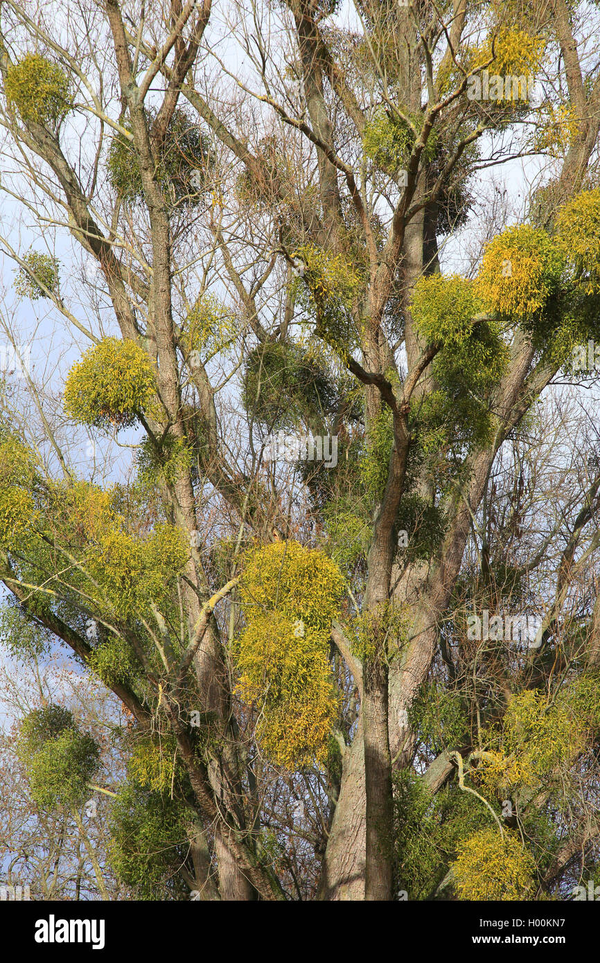 Laubholz-Mistel, Laubholzmistel (Viscum album subsp. album), Baum mit einer Vielzahl von Misteln, Deutschland | mistletoe (Viscu Stock Photo