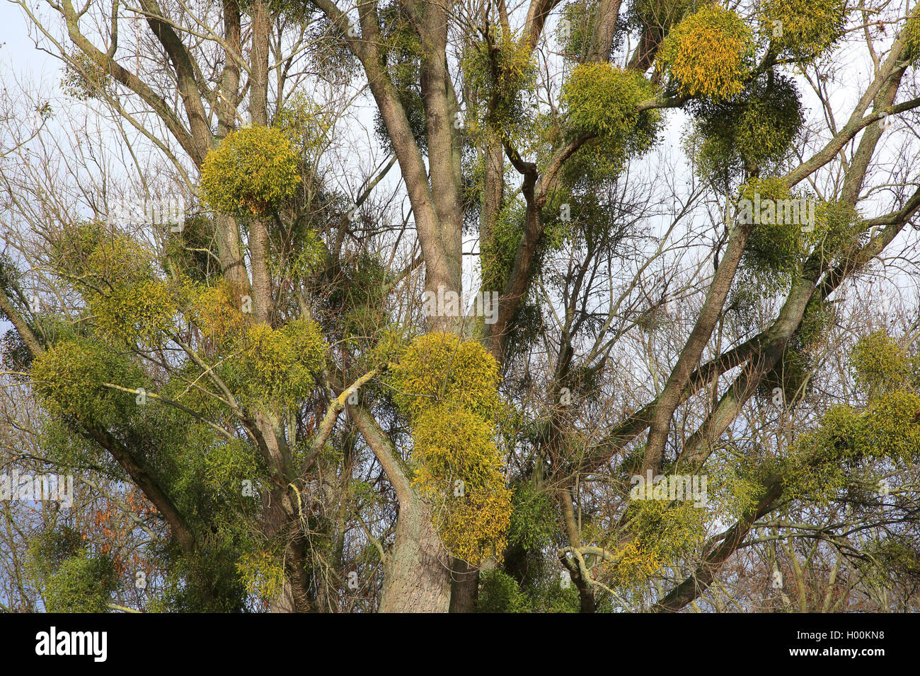 Laubholz-Mistel, Laubholzmistel (Viscum album subsp. album), Baum mit einer Vielzahl von Misteln, Deutschland | mistletoe (Viscu Stock Photo