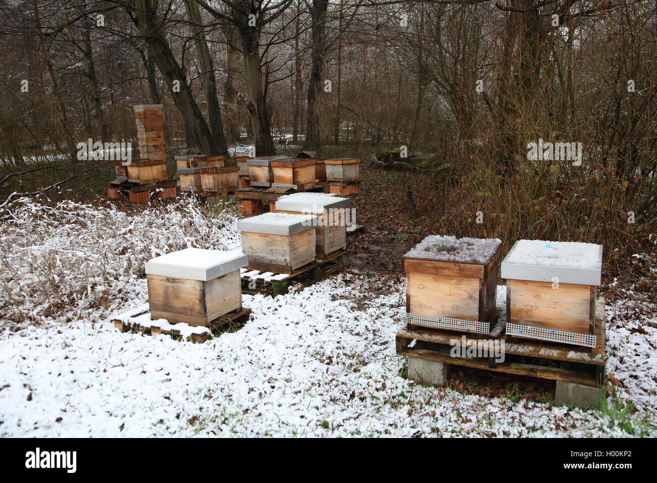 Bee hives in woods hi-res stock photography and images - Alamy