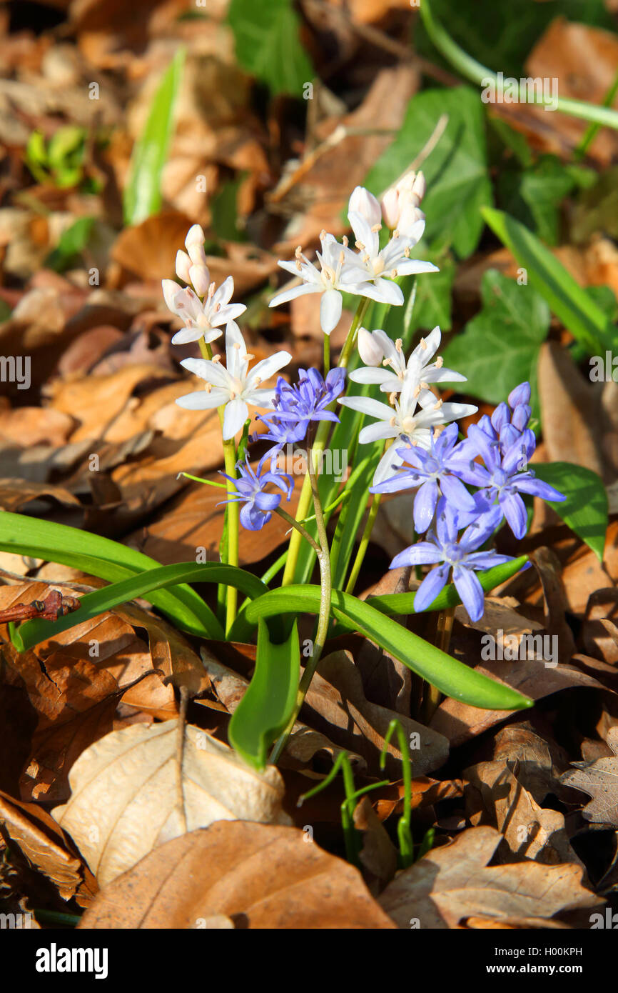 twin-leaf squill (Scilla bifolia), blooming white and blue, Germany Stock Photo