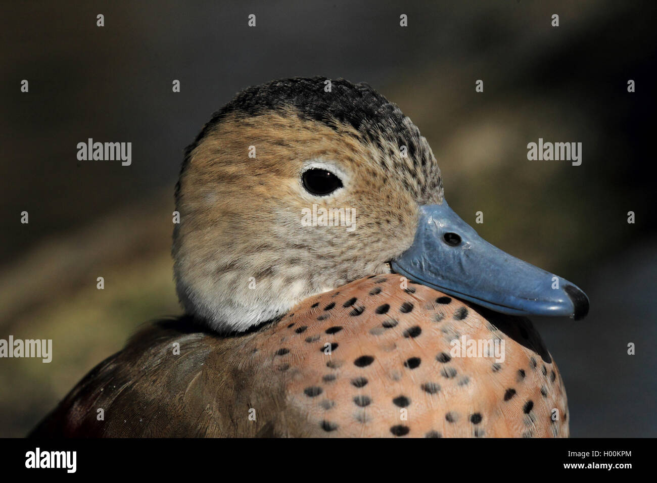 Argentine lake duck (Oxyura vittata), female, portrait Stock Photo