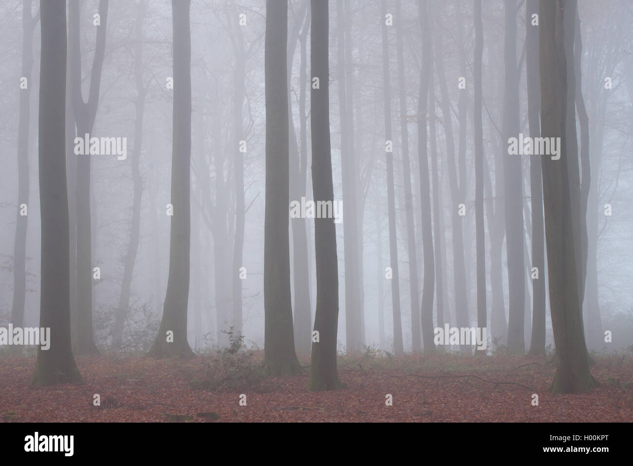 Fall autumn forest forests hi-res stock photography and