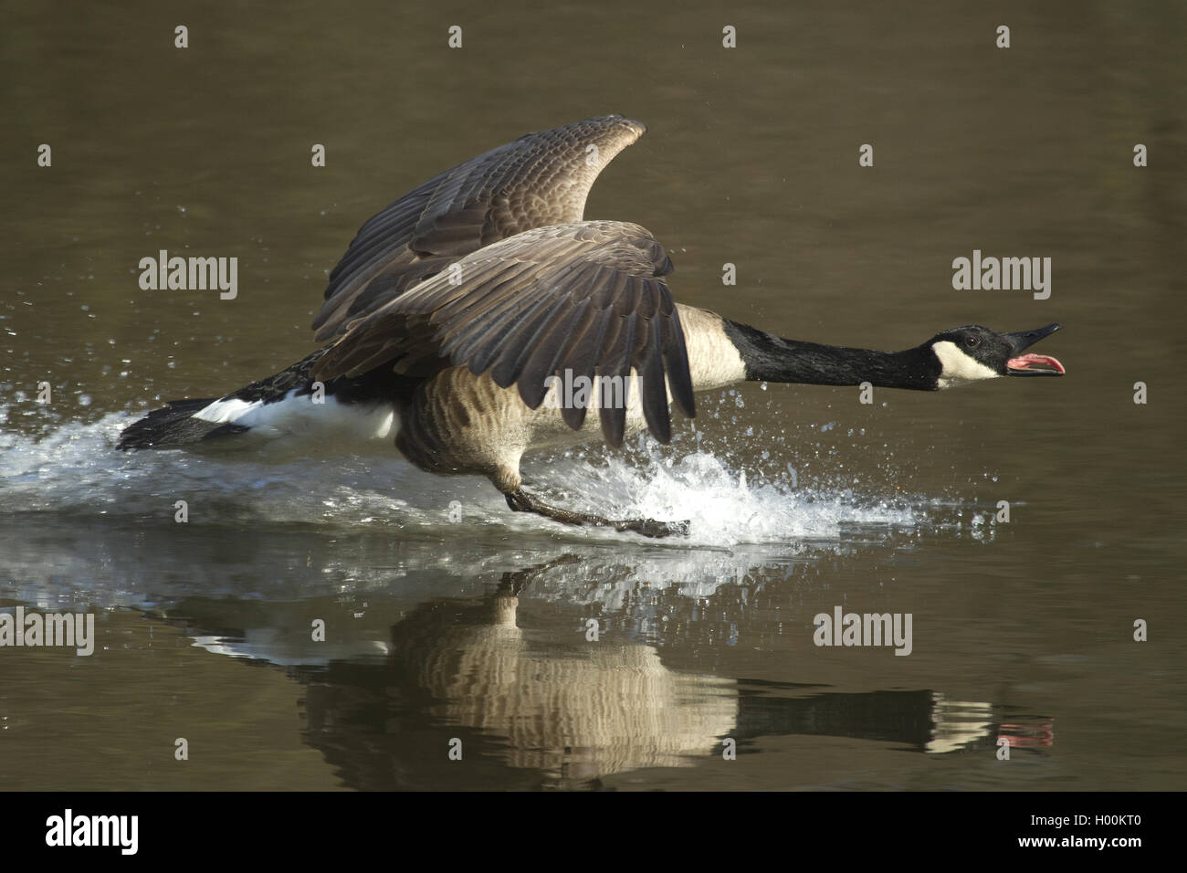 Canada goose (Branta canadensis), landing on water, Germany, North Rhine-Westphalia Stock Photo